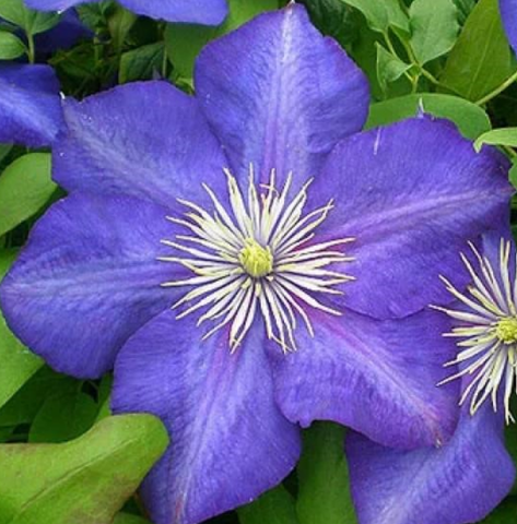 Клематис крупноцветковый Леди Бетти Балфор