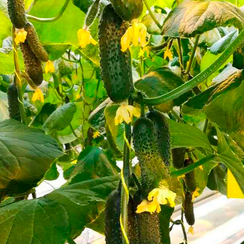 Лютый F1 семена огурца партенокарпического (Гавриш)