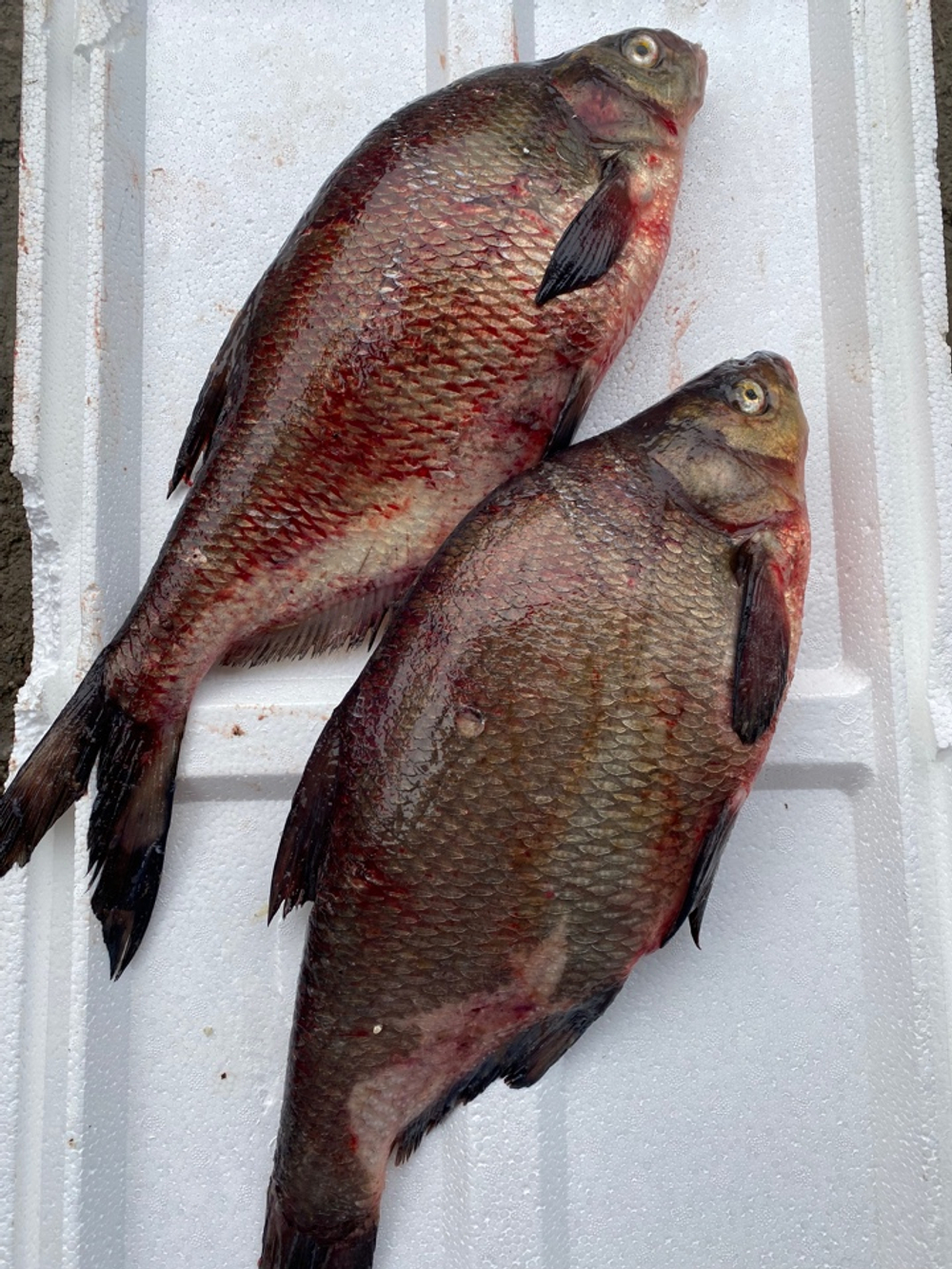 лещ мелкий свежий