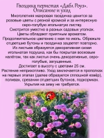 Гвоздика Двойная Роза перистая Дабл Роуз