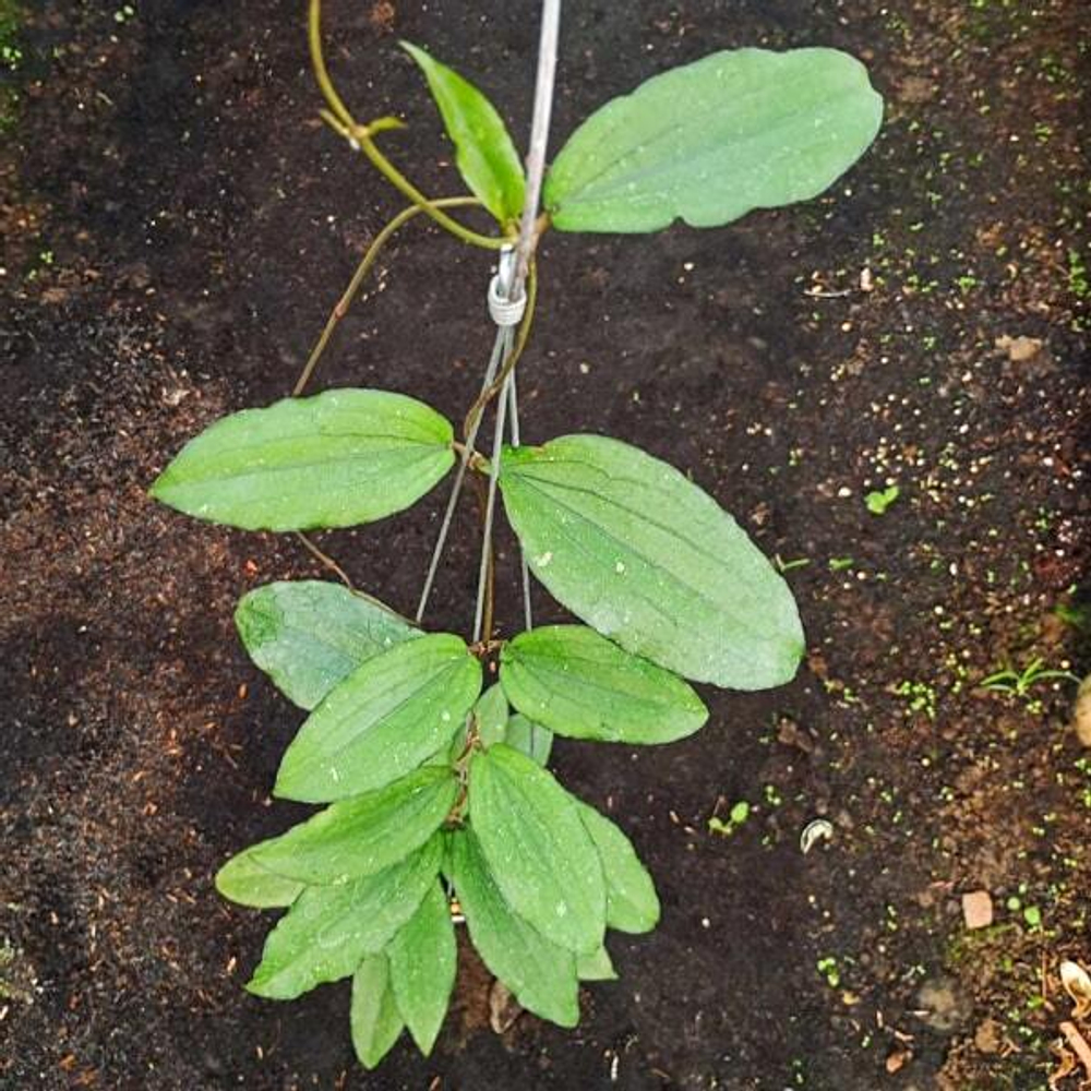 Хойя ERYTHRINA BAJO