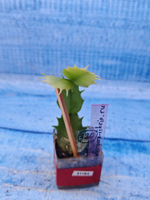 Schlumbergera cv. Windsor (Шлюмбергера)