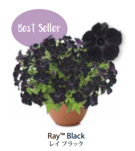 ЕВРО Petunia Ray Black укорененный черенок середина декабря 25