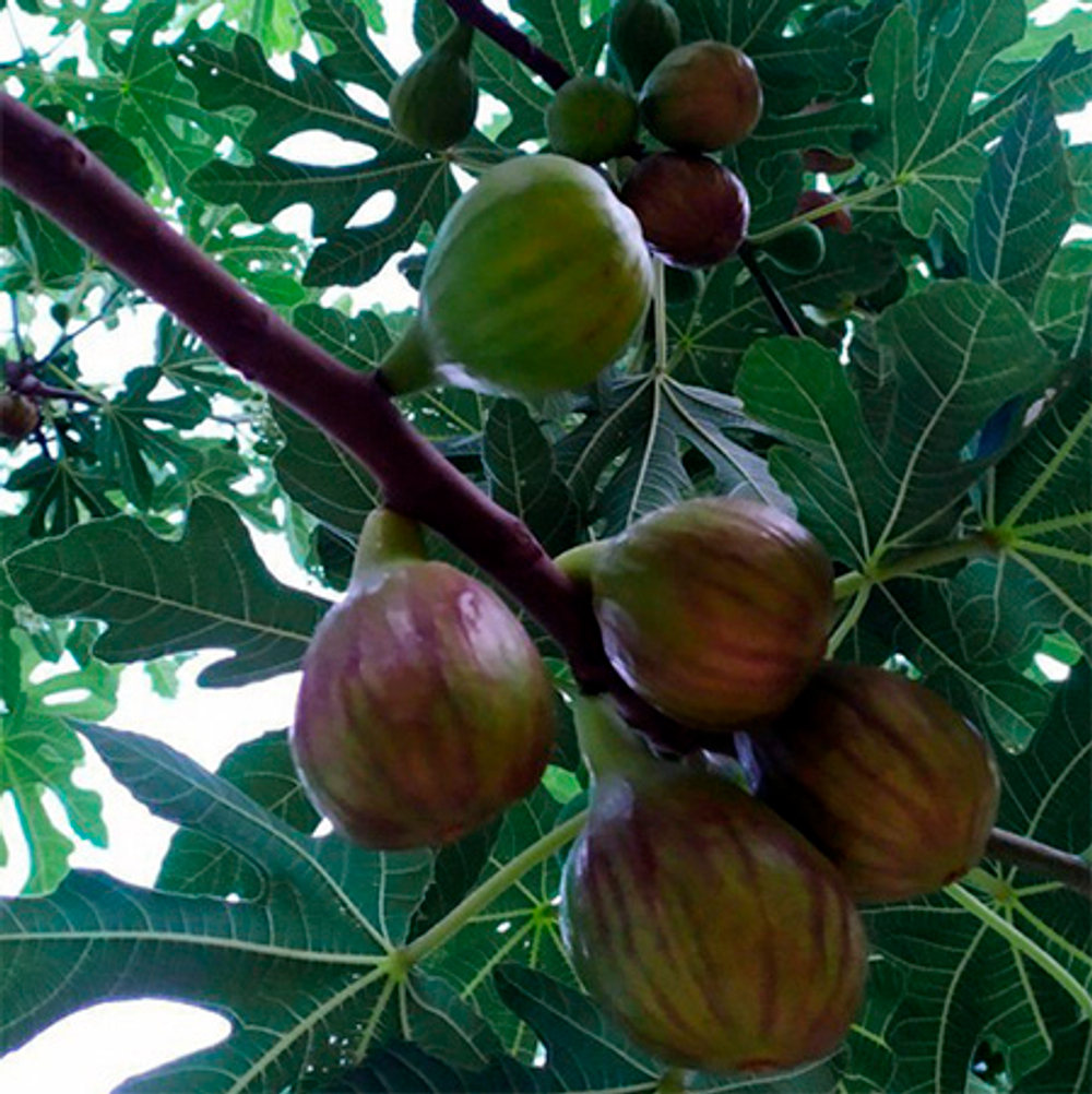 Инжир Долматика ЗКС