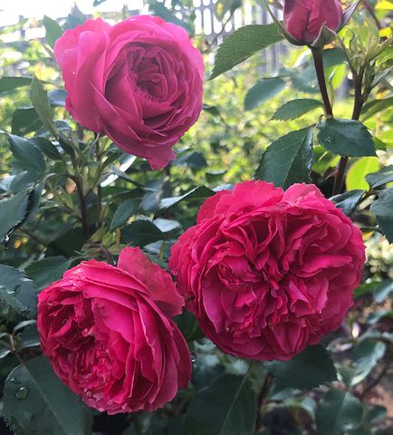 Розы | Б А Р Г У З И Н плодово-ягодный питомник