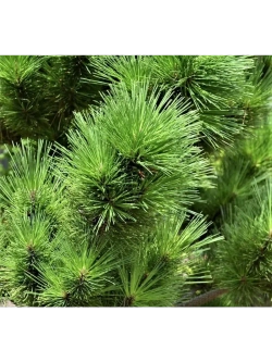 Кедр сибирский, Семена, 15 шт