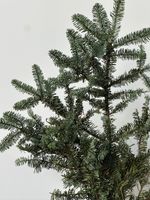 Ветка хвои - НОБИЛИС от 5 шт