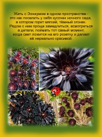 Эониум Шварцкопф чёрный