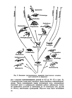 Зоология позвоночных. Часть 2. Пресмыкающиеся, птицы, млекопитающие | Н. П. Наумов; Н. Н. Карташев
