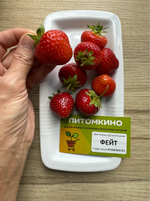 Земляника крупноплодная Фейт