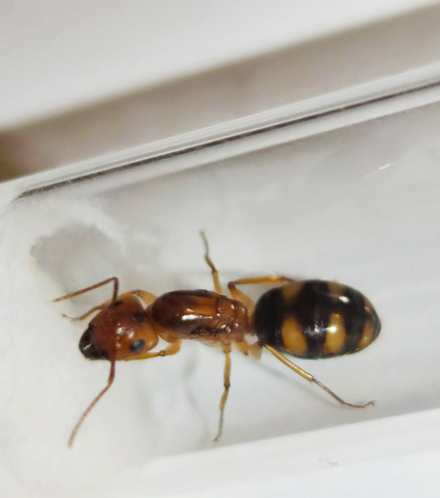 Муравьи Camponotus maculatus (Пятнистый муравей-древоточец)