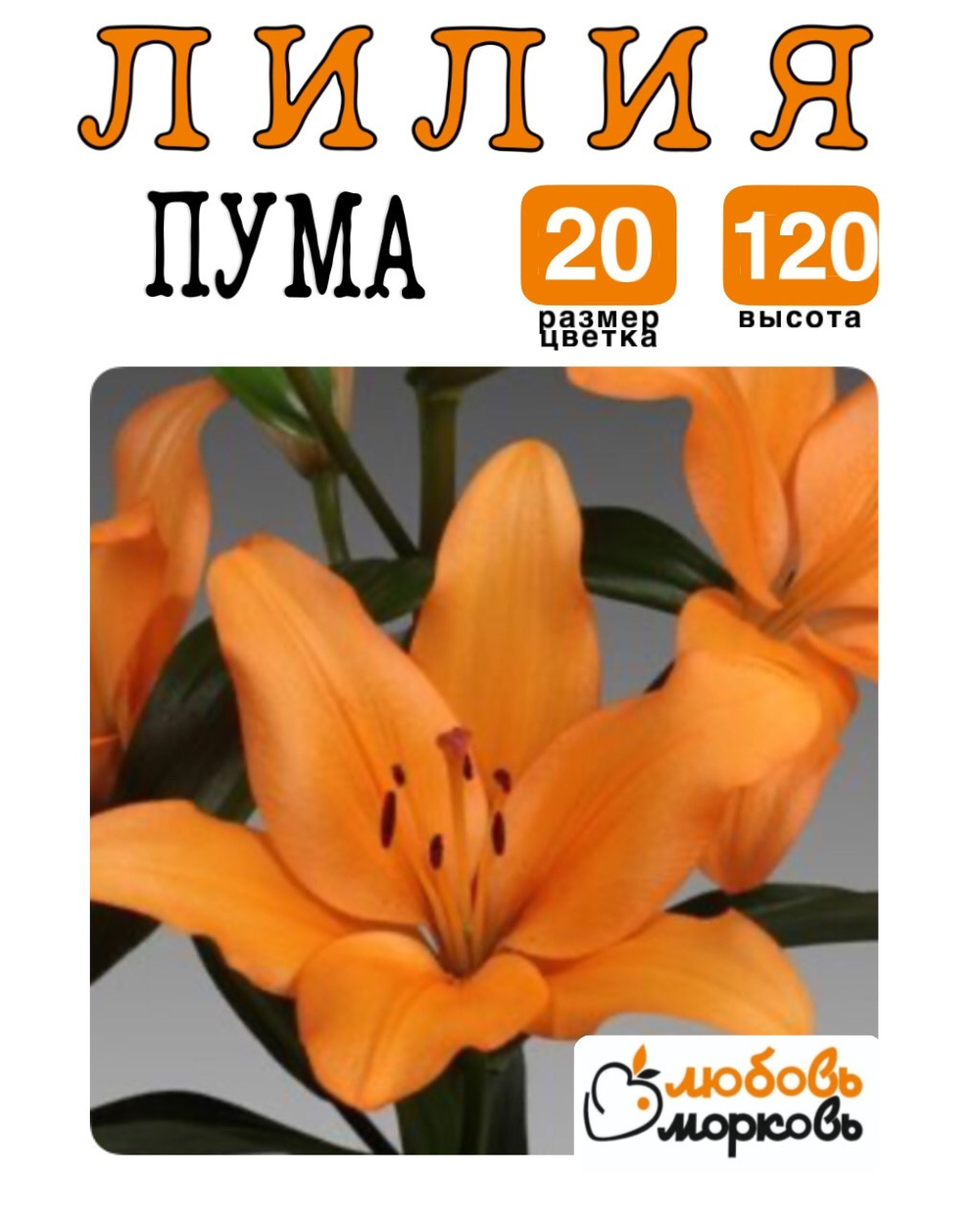 Лилия Луковица, Пума, ЛА-гибрид, разбор 20/22, 1 шт