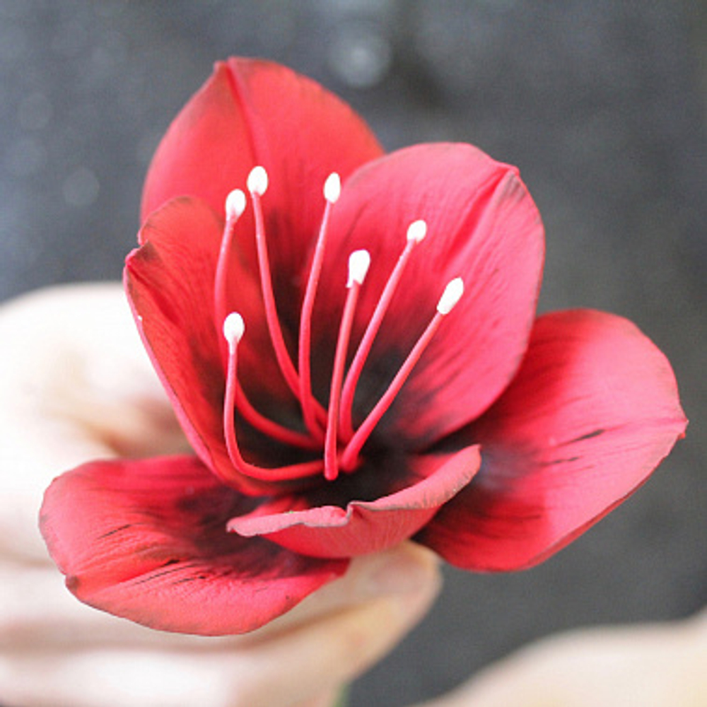 Вайнер лепесток Амариллиса