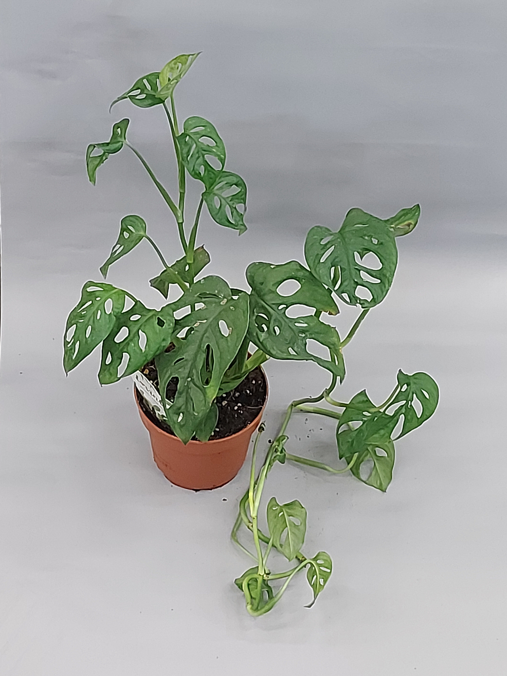 Монстра Манки Лиф