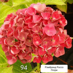 Rembrandt Rosso Glory/ Россо Глори