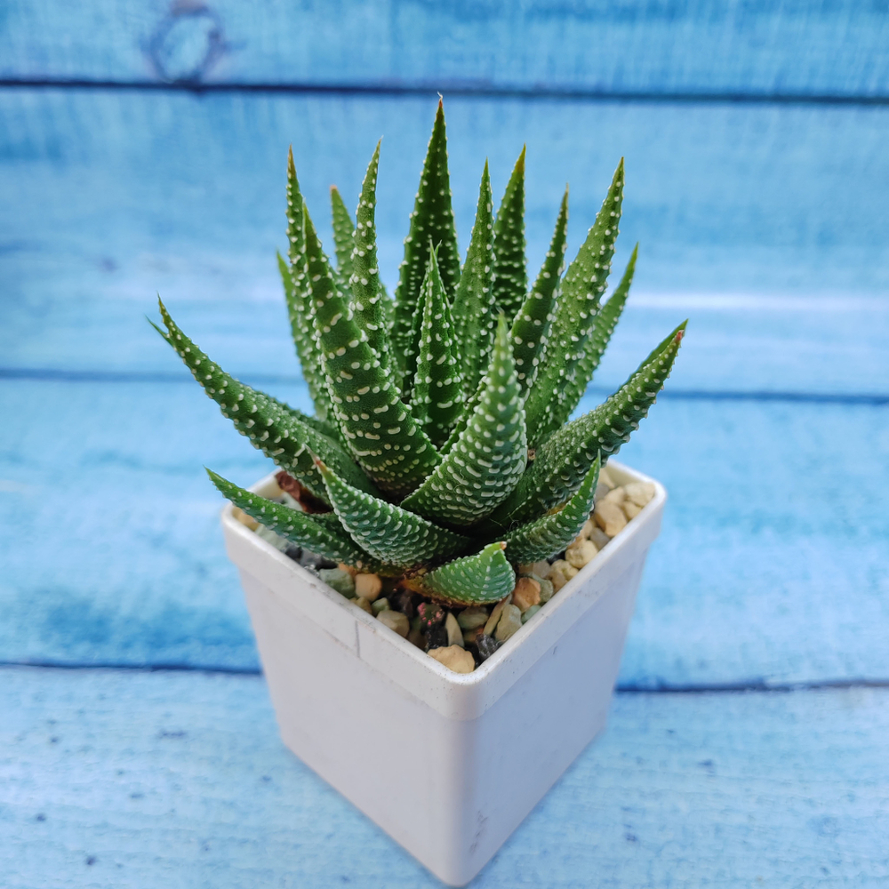 Haworthia Fasciata (Хавортия)