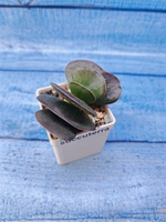 Adromischus Maculatus hyb. (Адромискус)