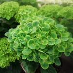 Magical Green Cloud/ Мэджикал Грин Клауд (Стандарт поставки Р9)2025г.