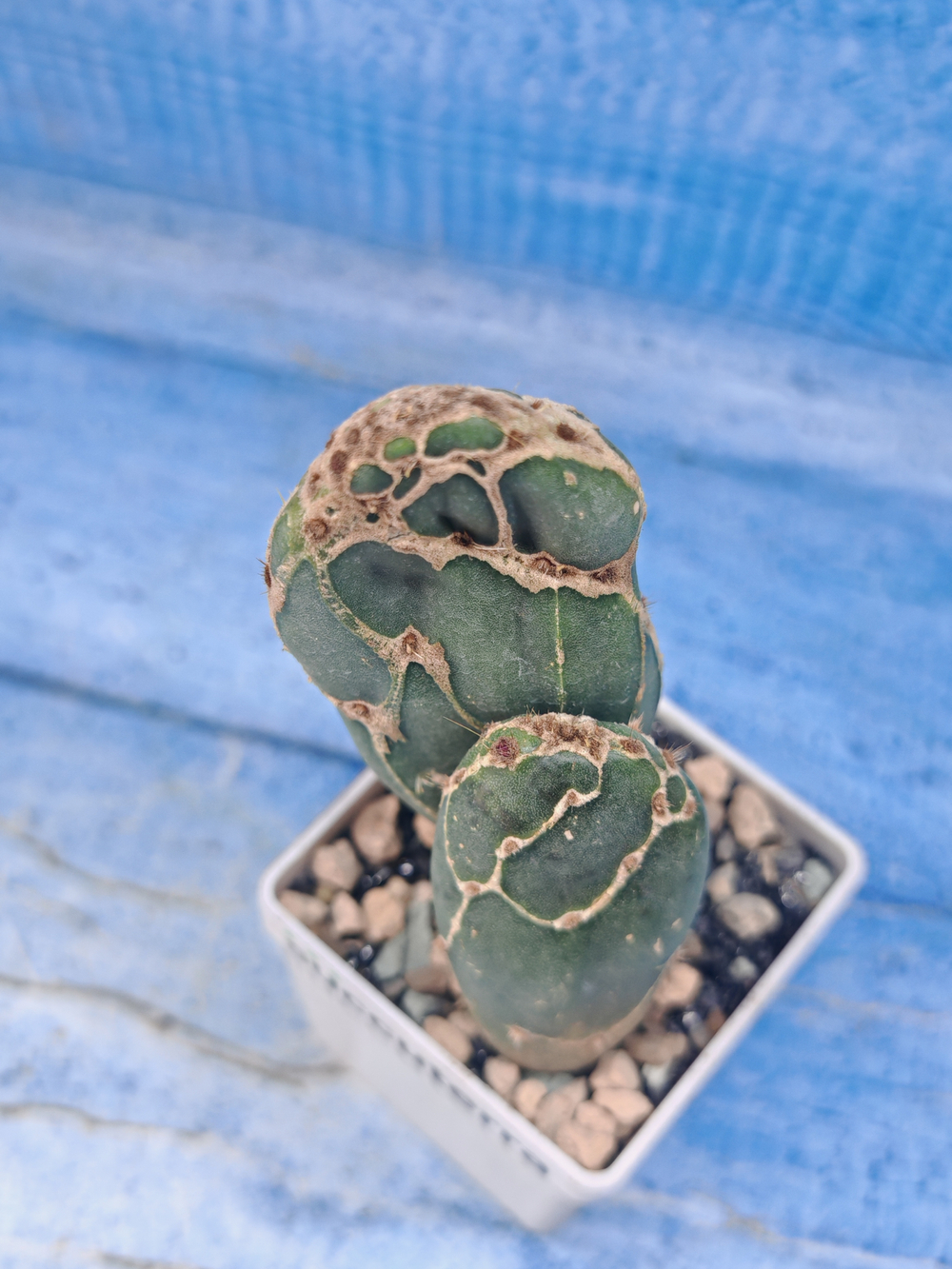 Opuntia Reticulata Cobra (Опунция)