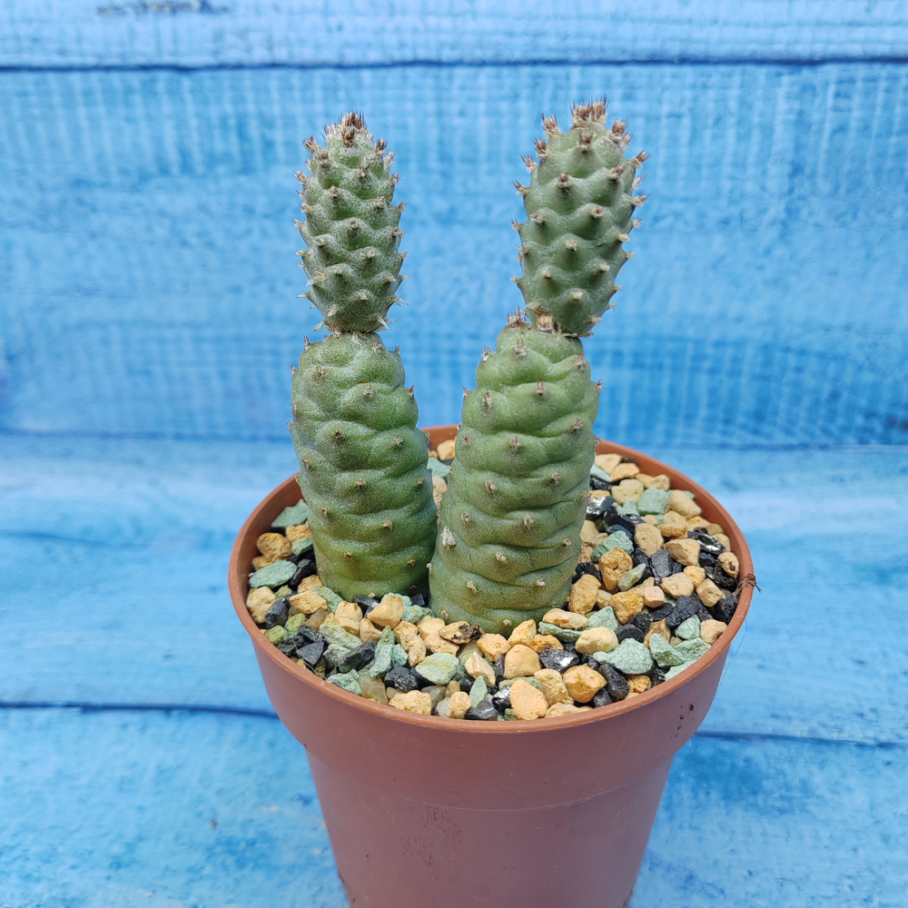 Tephrocactus Articulatus Diadematus (Тефрокактус)