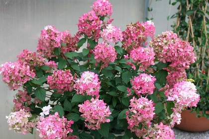 Гортензия метельчатая Touch of Pink