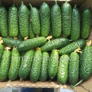 Огурец Герман F1 250 (семян)