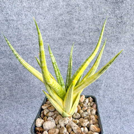 Сансевиерия BANLUE TORCH VAR s.L