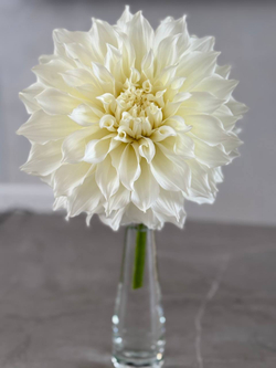 Георгин Флерел (корень) Закупка М55 апрель 2026