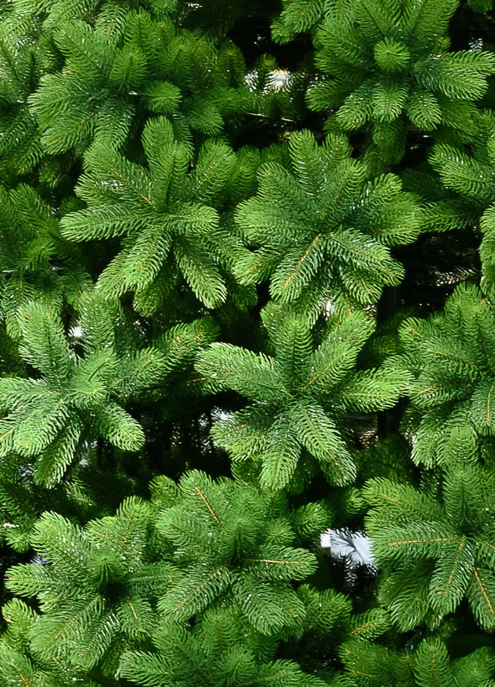 Большая елка «Русская императрица» ED (Литая хвоя) от 3 м до 8 м