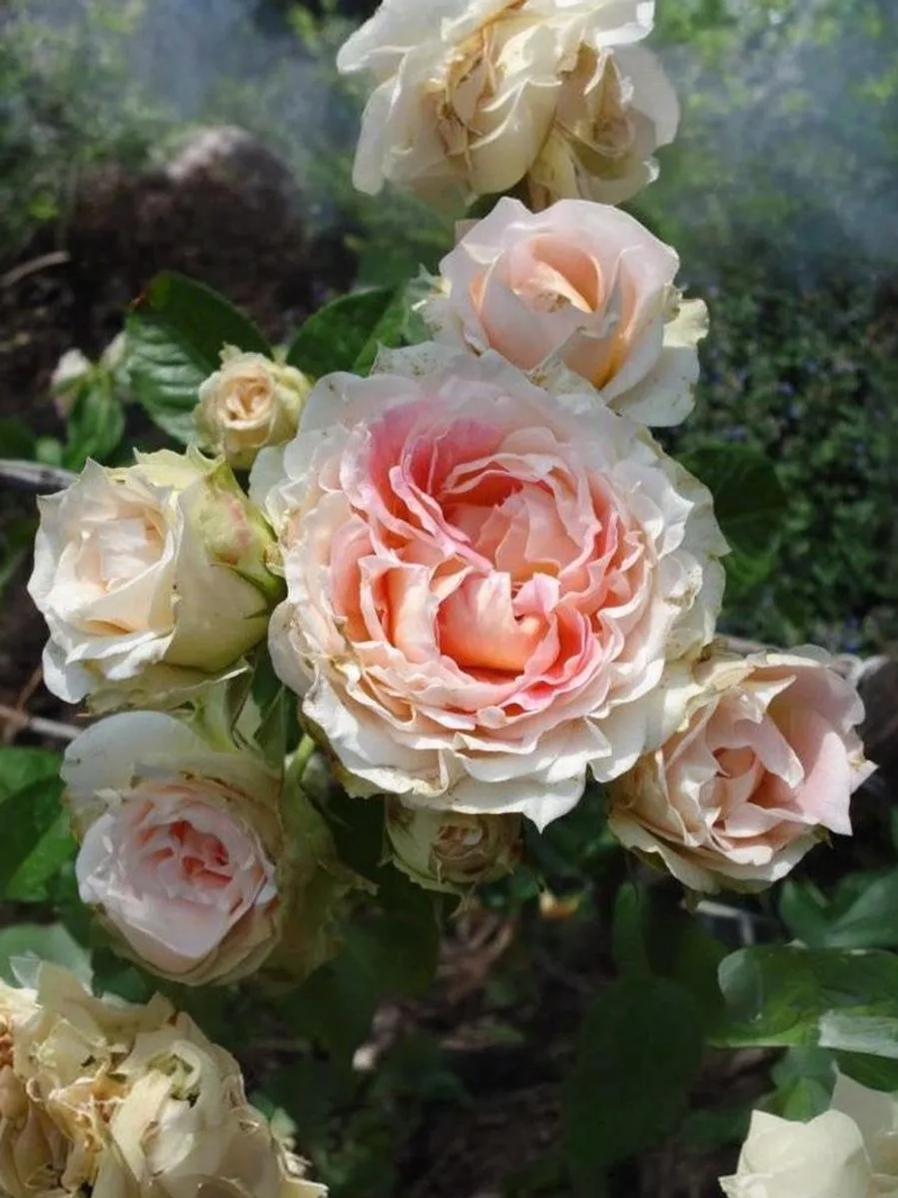 Роза плетистая Цезарь