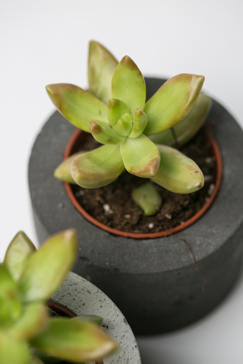 Седум нуссбаумерианум