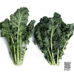 Карилло F1 семена капусты листовой (Rijk Zwaan / Райк Цваан)