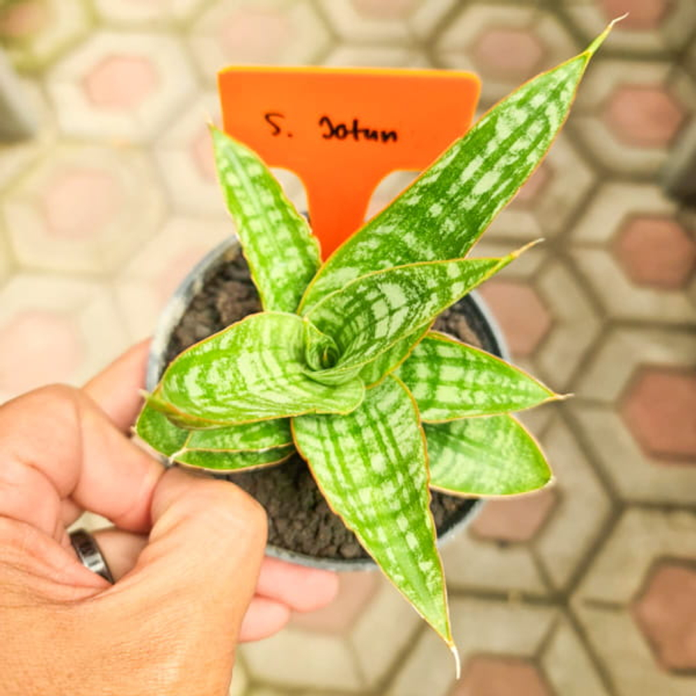 Сансевиерия JOTUN