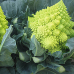 Вероника F1 семена капусты цветной (Bejo / Бейо)