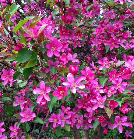 Яблоня Малиновка