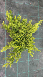 Можжевельник "Procumbens Nana"