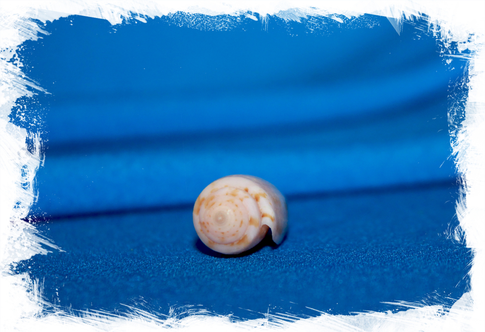 Конус лутеус (Conus luteus)