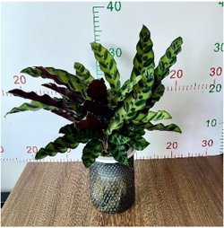 Калатея Leopard Pattern д.11