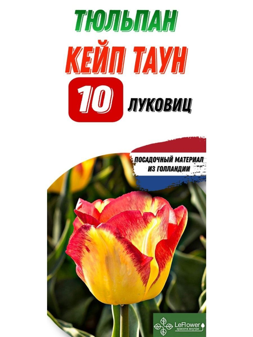 Тюльпан Луковица, Кейптаун, 10шт