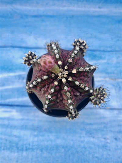 Gymnocalycium T-Rex Pink hybrid (Гимнокалициум T-rex)