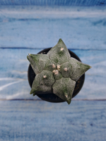 Astrophytum Myriostigma monstrosa (Астрофитум)
