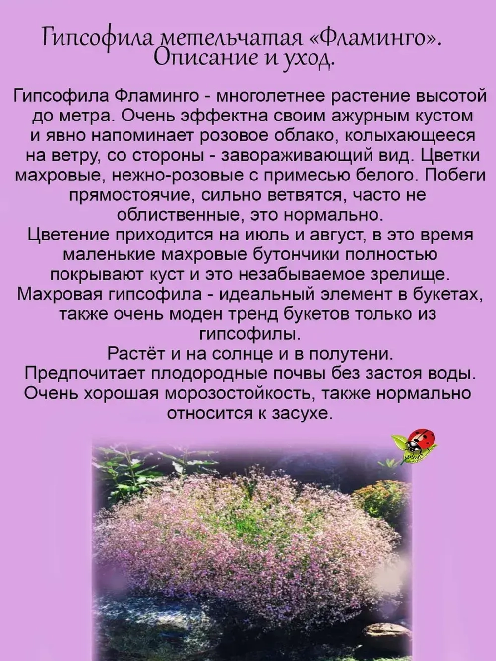 Гипсофила Фламинго розовая махровая взрослое растение