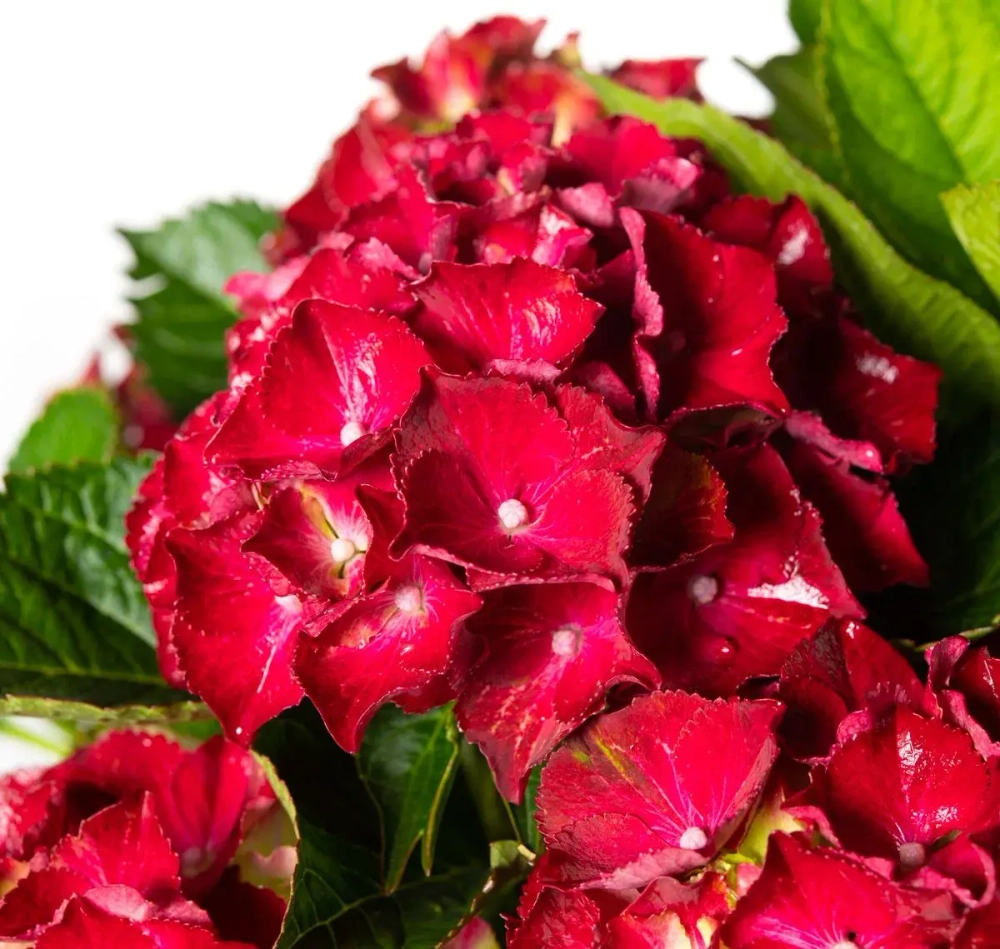 Роял Ред (Royal Red) р14 Европа весна 2026 г