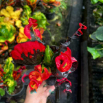 Кротон SIAM RUBY