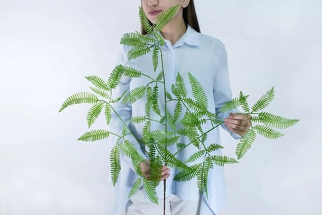 Ветка Дикраноптериса линейного средняя