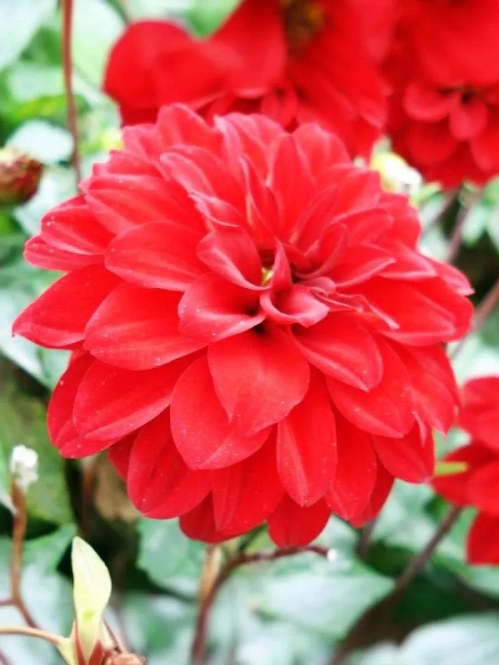 Георгин бордюрный Геллери Сингер