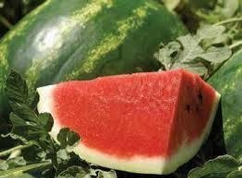 Арбуз Арашан F1
