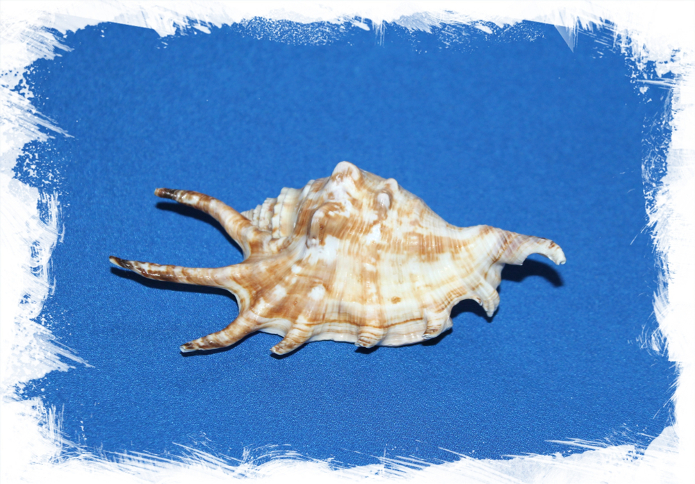 Ламбис-ламбис, 9-11см, 1шт