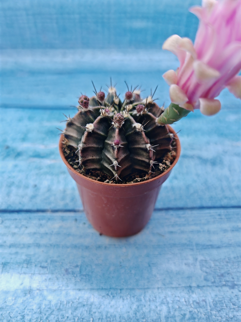 Gymnocalycium Friedrichii (Гимнокалициум)