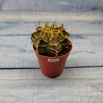 Gymnocalycium Friedrichii (Гимнокалициум)